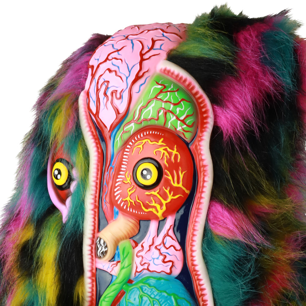 SHELTERBANK Hedra Complete Anatomy Illustration (Second 3)《Lottery item. Cannot be purchased together. Scheduled to be shipped in late June 2025. Lottery period is until June 15th.》