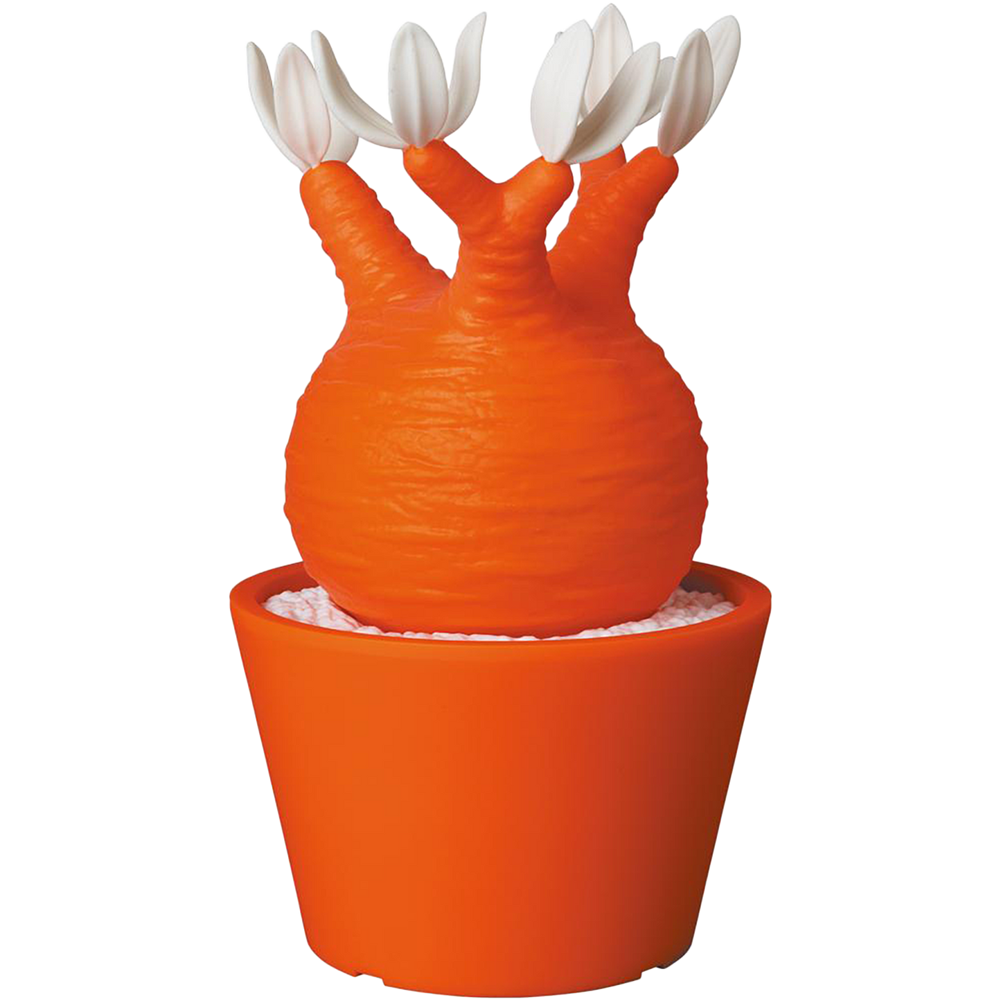 VCD Pachypodium Gracilius Var.BEAMS