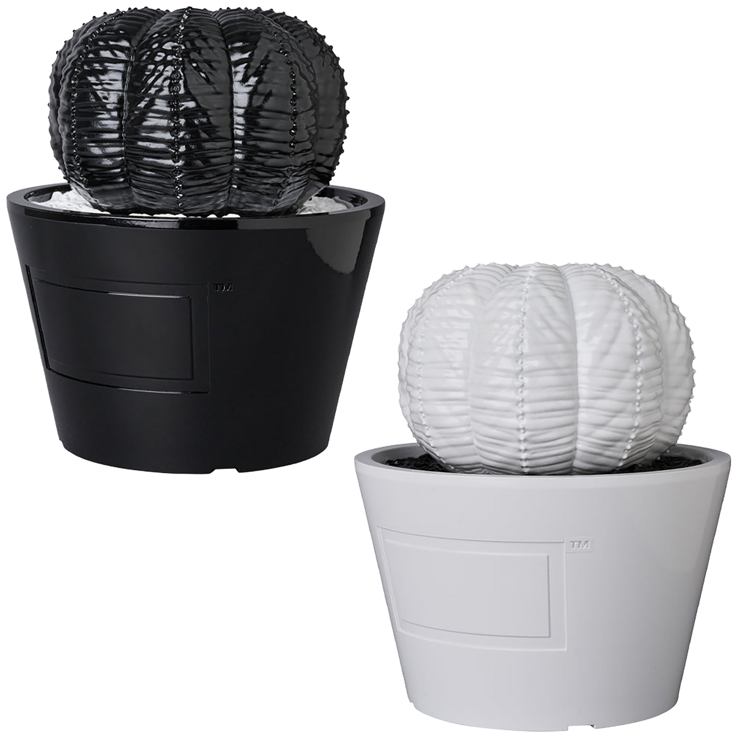VCD Euphorbia obesa GLOSS BLACK/GLOSS WHITE