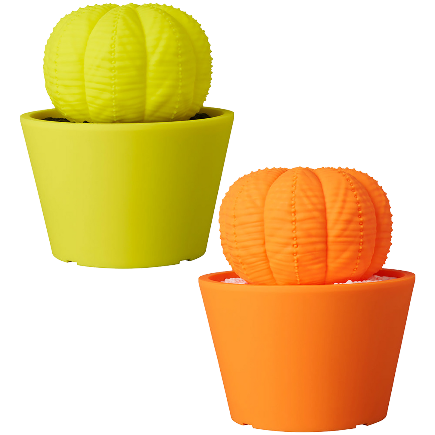VCD Euphorbia obesa Fluorescent Yellow & BLACK/ Fluorescent Orange & WHITE