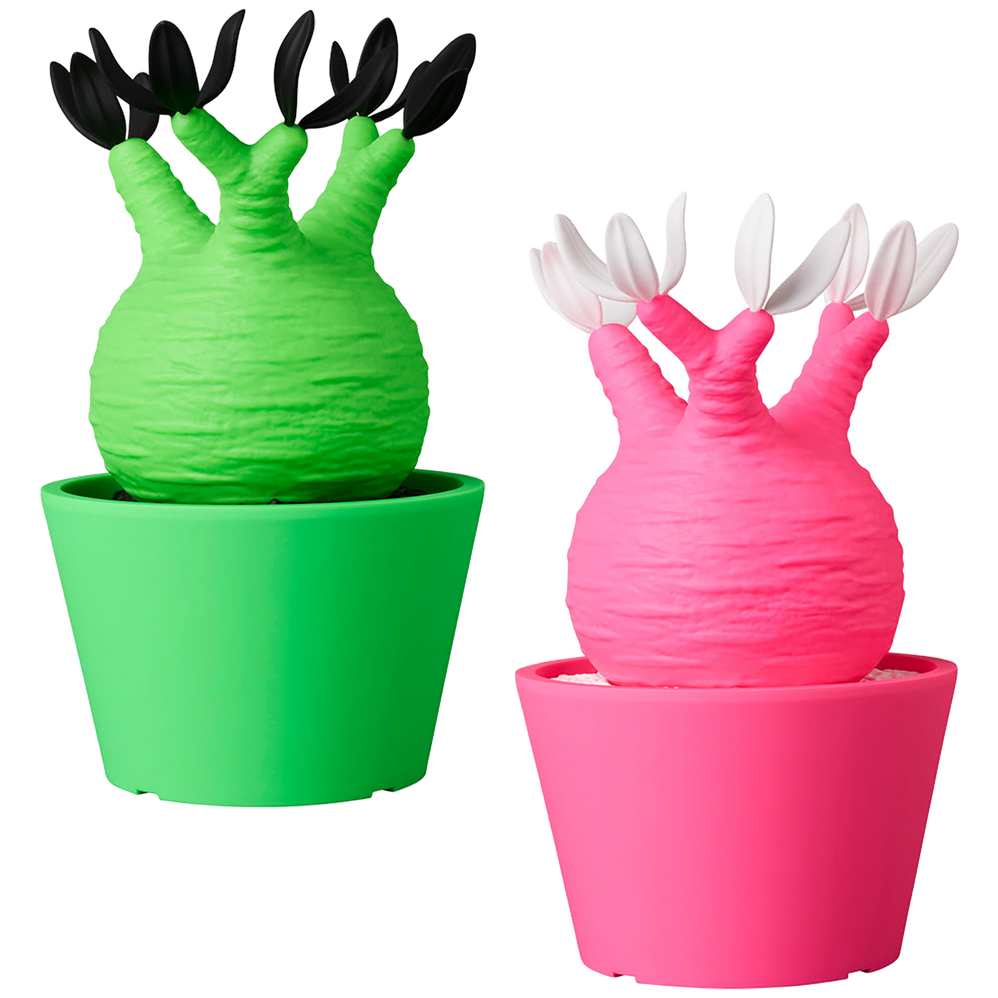 VCD Pachypodium Gracilius Fluorescent Green & BLACK/ Fluorescent Pink & WHITE