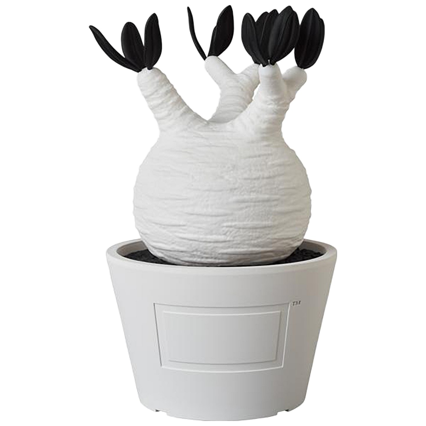 VCD Pachypodium Gracilius BLACK/WHITE