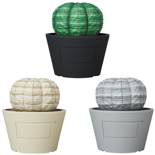 VCD Euphorbia obesa