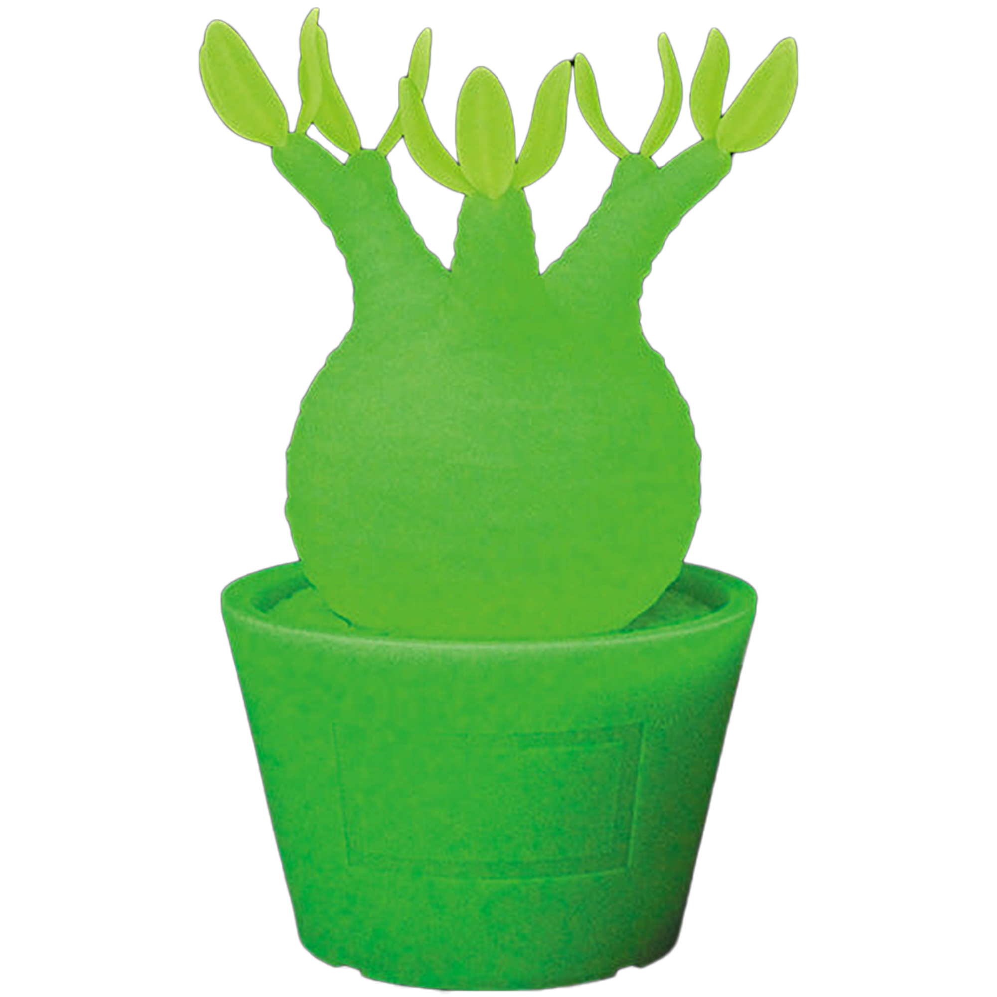 VCD Pachypodium Gracilius MONOTONE／G.I.D.