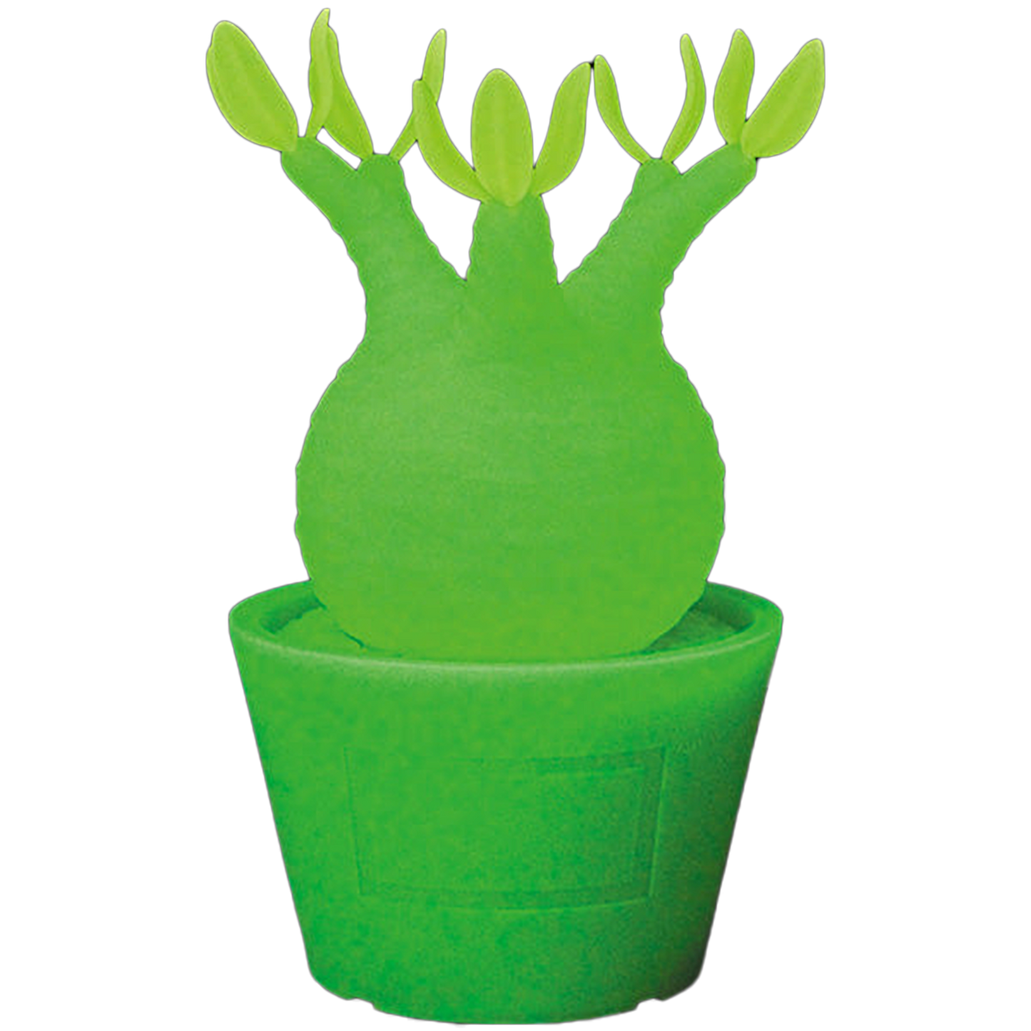 VCD Pachypodium Gracilius MONOTONE／G.I.D.