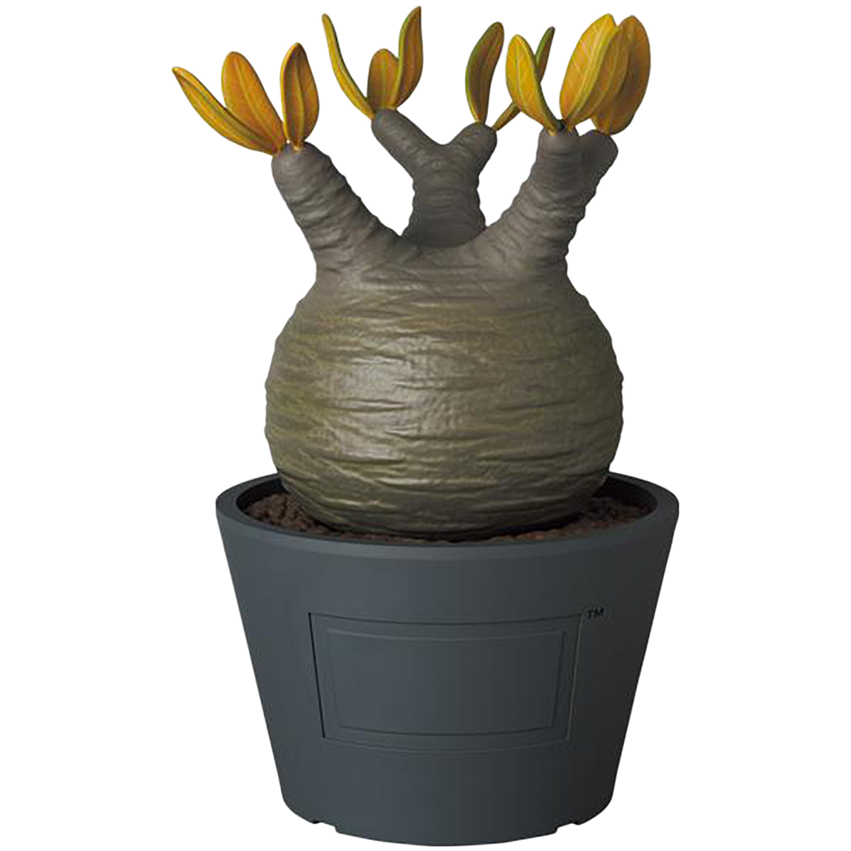 VCD Pachypodium Gracilius AUTUMN LEAVES