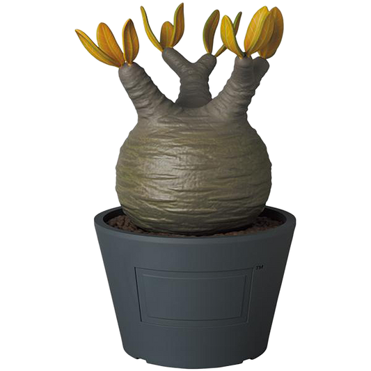VCD Pachypodium Gracilius AUTUMN LEAVES