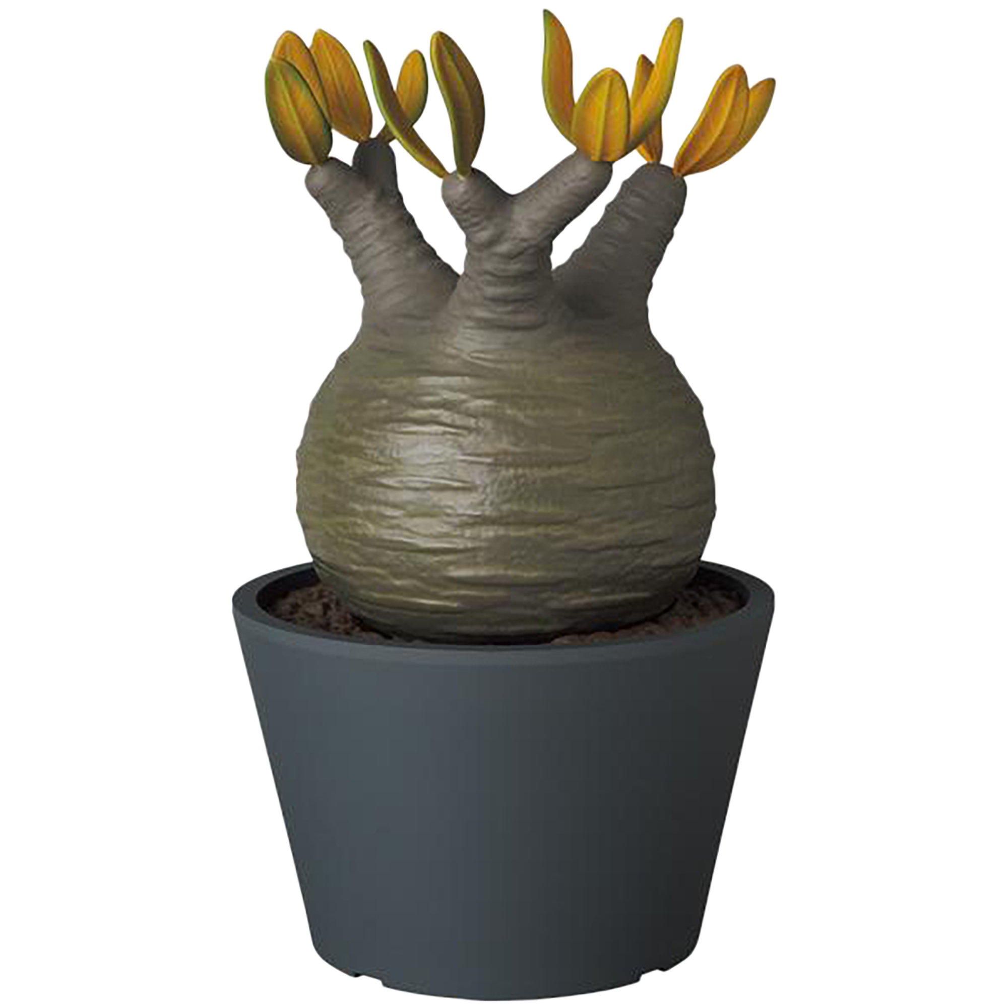 VCD Pachypodium Gracilius AUTUMN LEAVES