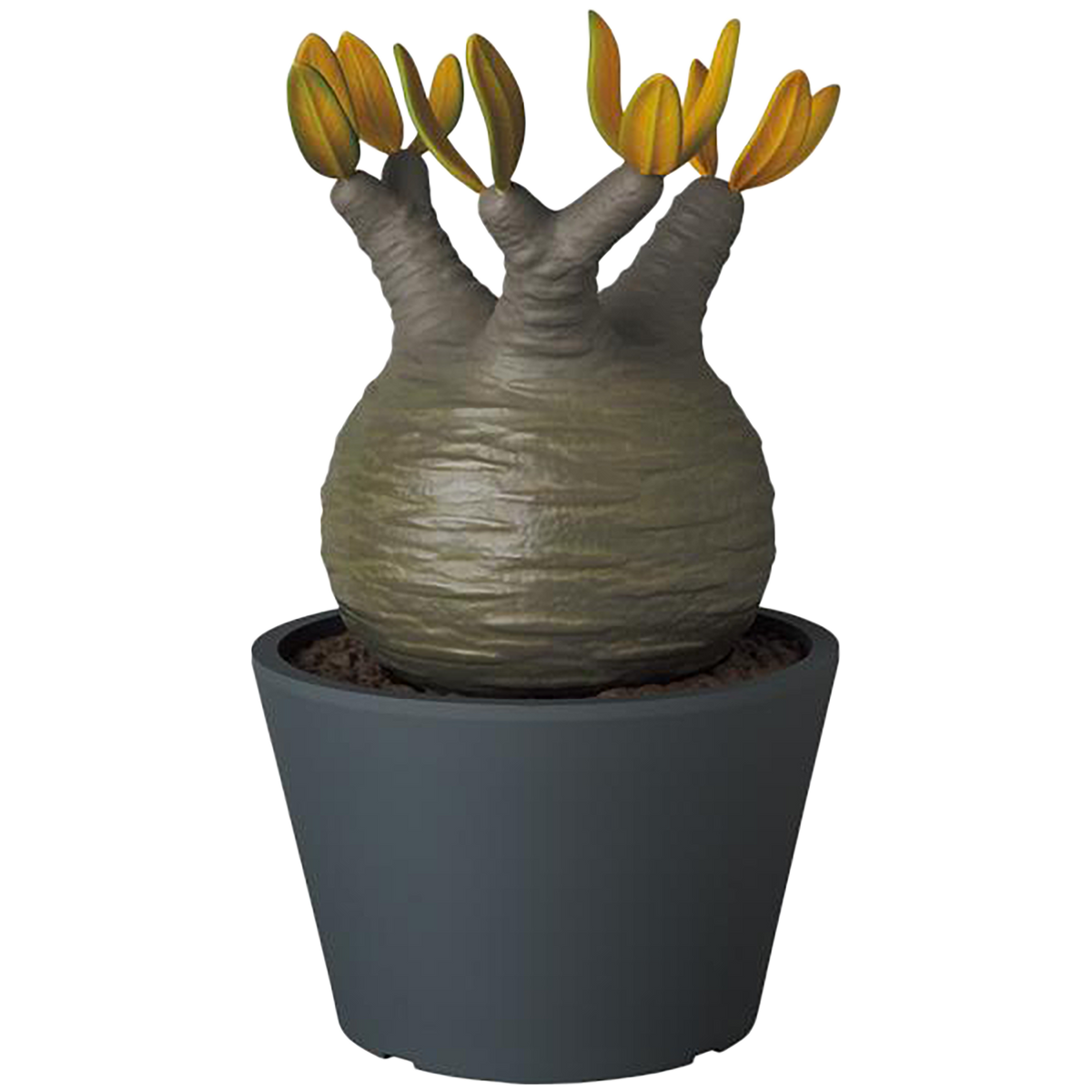 VCD Pachypodium Gracilius AUTUMN LEAVES