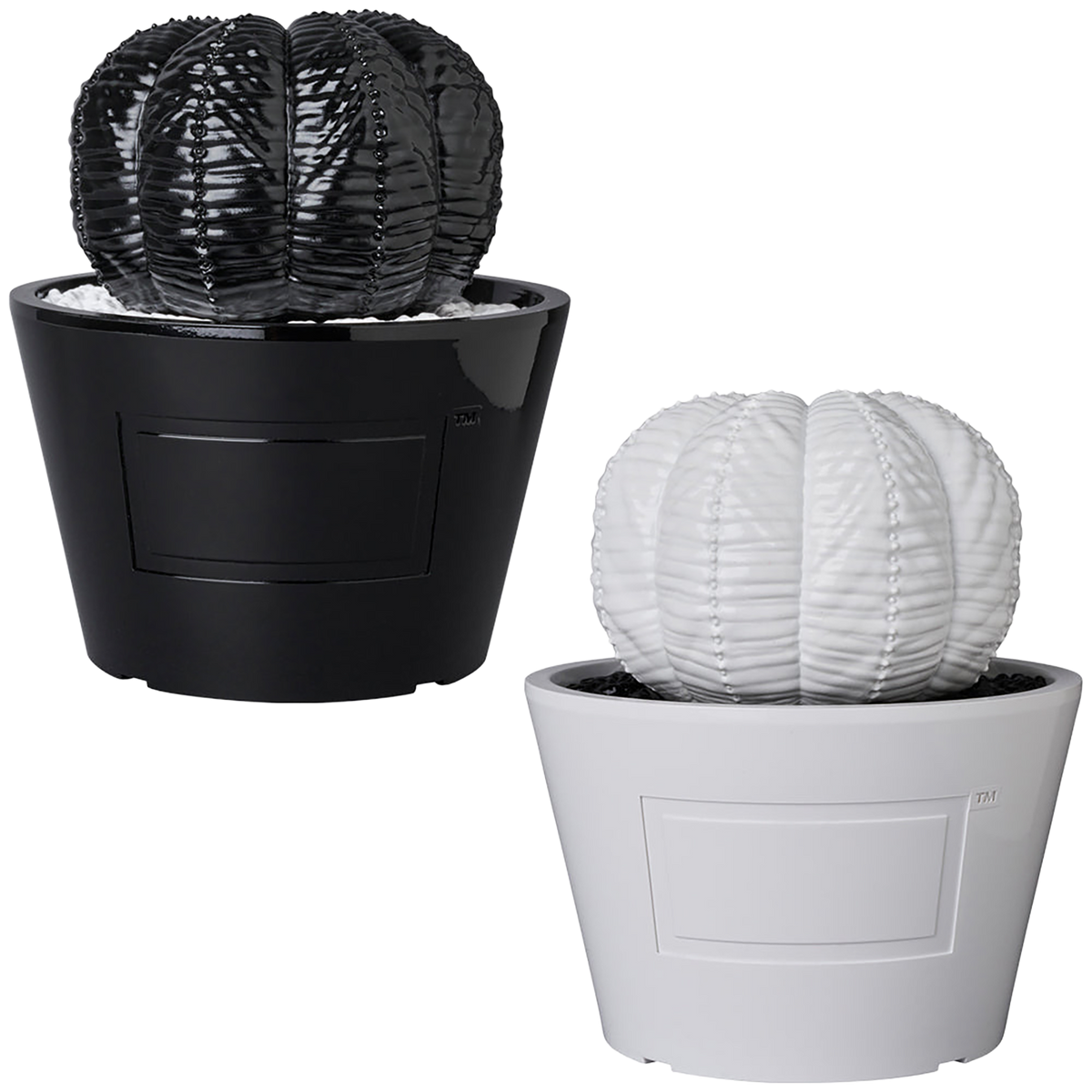 VCD Euphorbia obesa GLOSS BLACK／GLOSS WHITE
