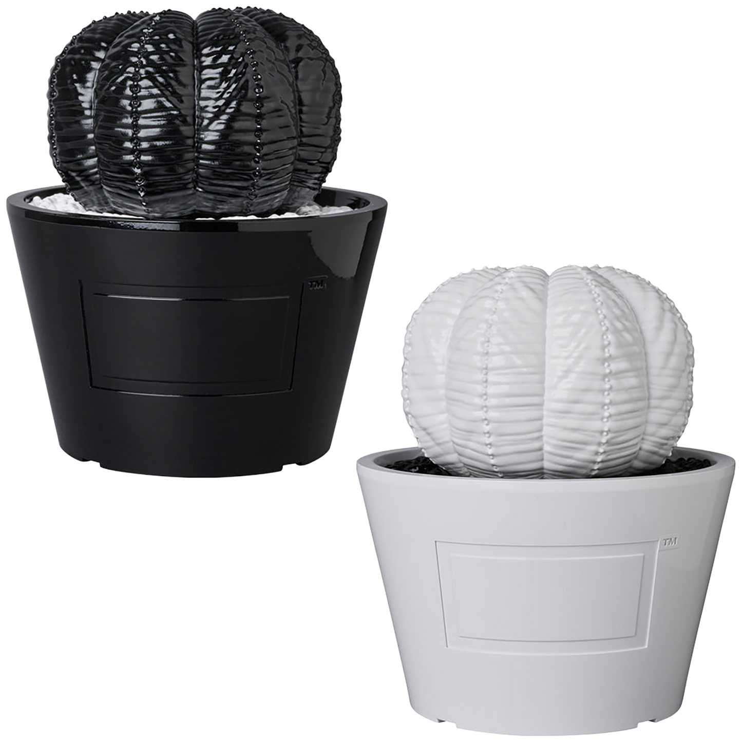VCD Euphorbia obesa GLOSS BLACK／GLOSS WHITE
