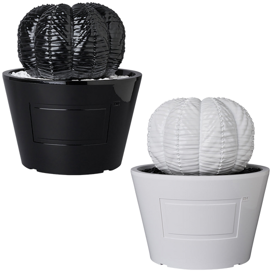 VCD Euphorbia obesa GLOSS BLACK／GLOSS WHITE
