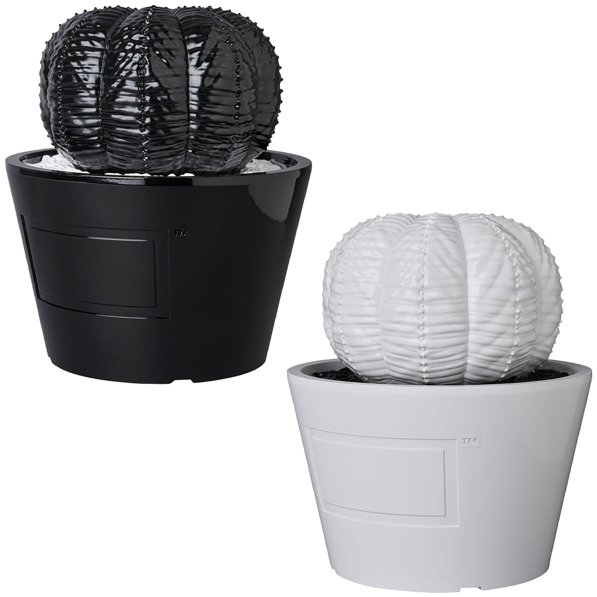 VCD Euphorbia obesa GLOSS BLACK／GLOSS WHITE
