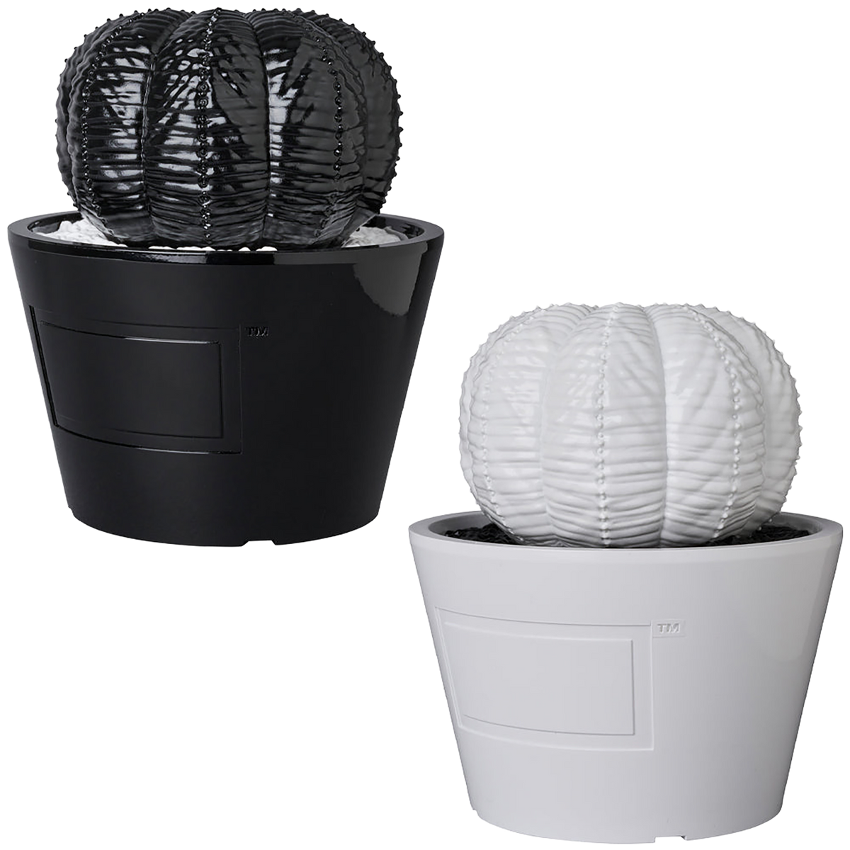 VCD Euphorbia obesa GLOSS BLACK／GLOSS WHITE
