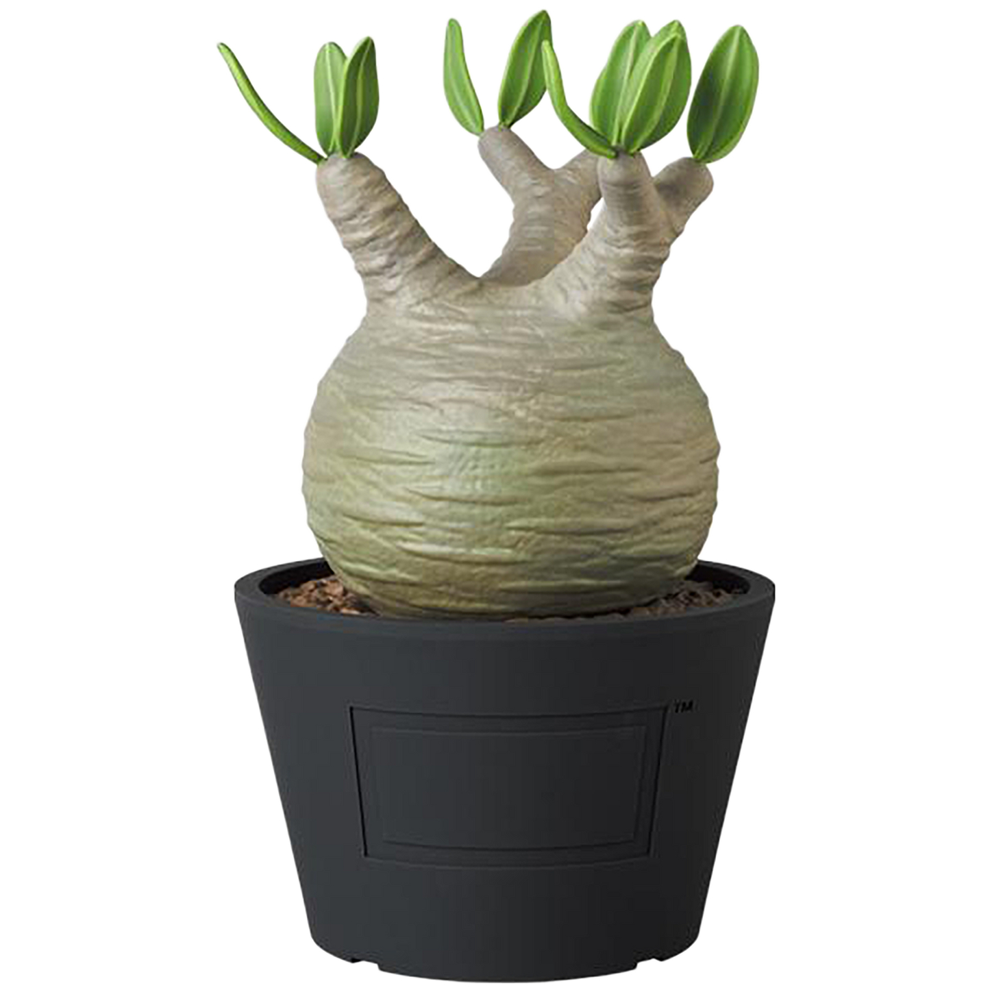 VCD Pachypodium Gracilius