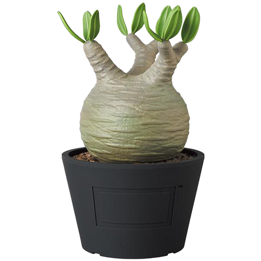 VCD Pachypodium Gracilius