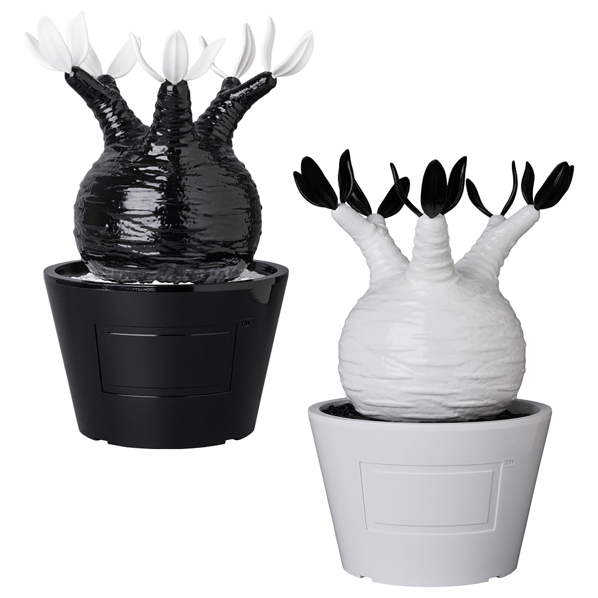 VCD Pachypodium Gracilius GLOSS BLACK／GLOSS WHITE
