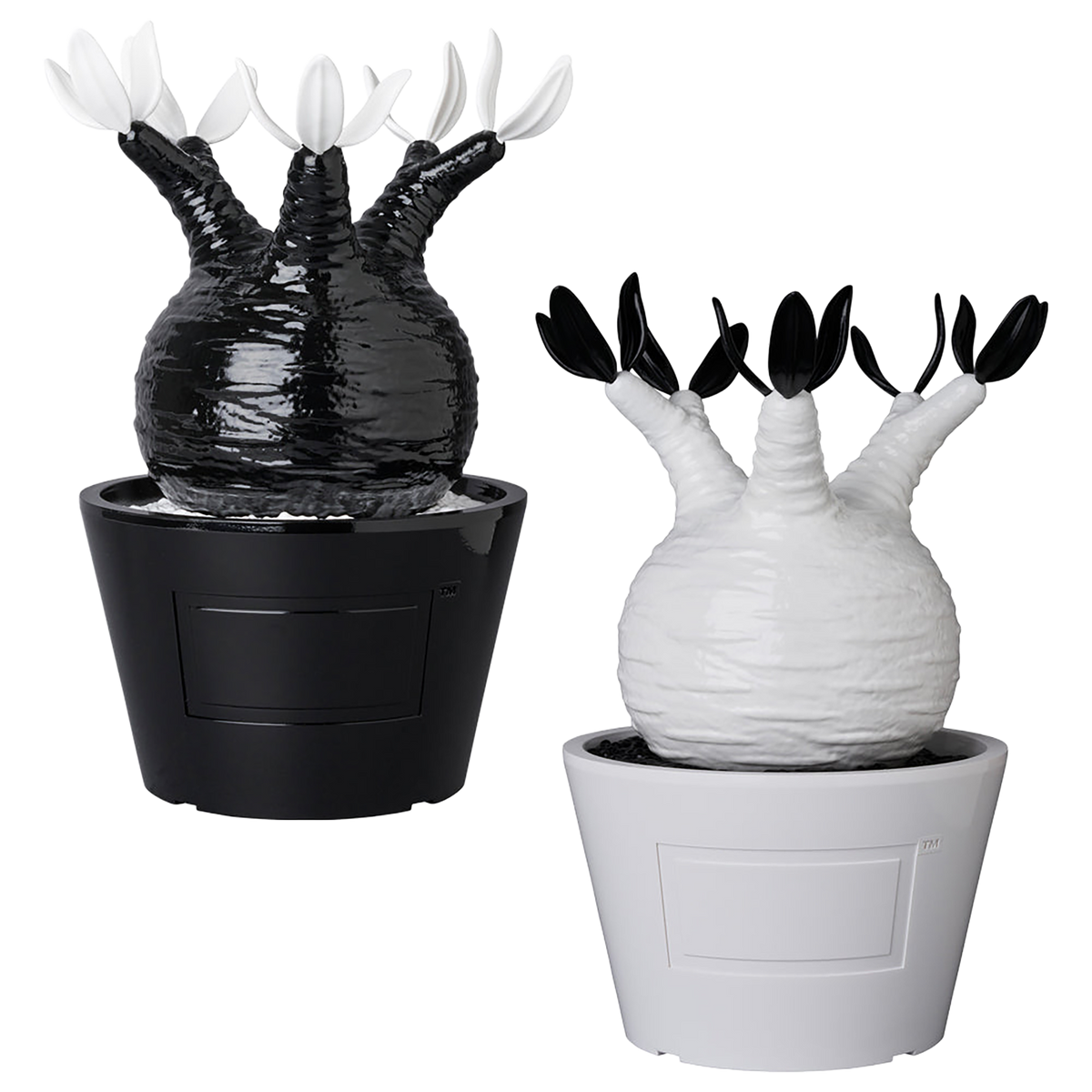 VCD Pachypodium Gracilius GLOSS BLACK／GLOSS WHITE
