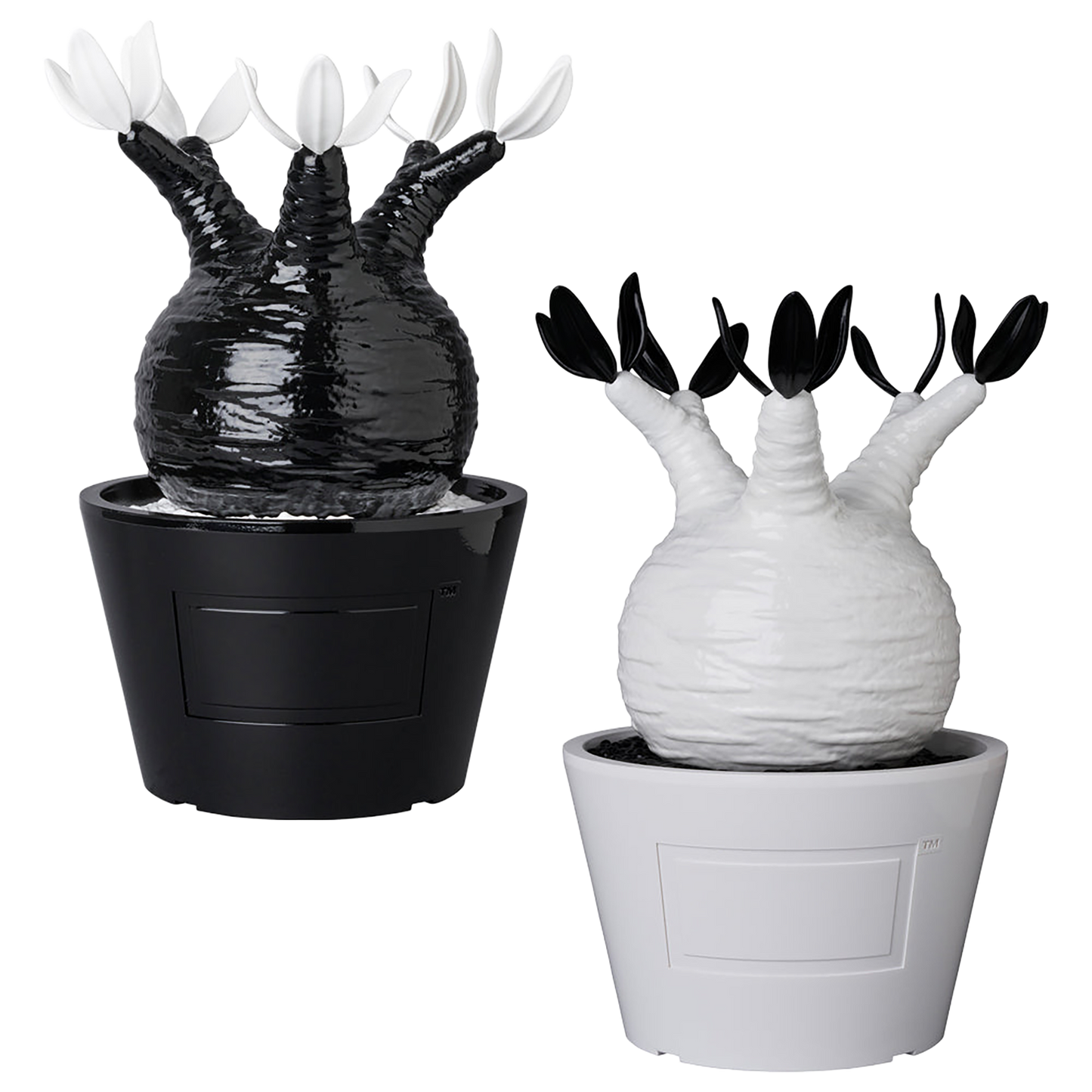 VCD Pachypodium Gracilius GLOSS BLACK／GLOSS WHITE
