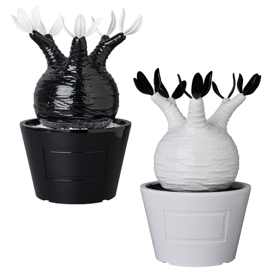 VCD Pachypodium Gracilius GLOSS BLACK／GLOSS WHITE
