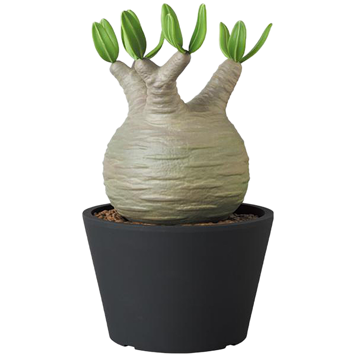 VCD Pachypodium Gracilius
