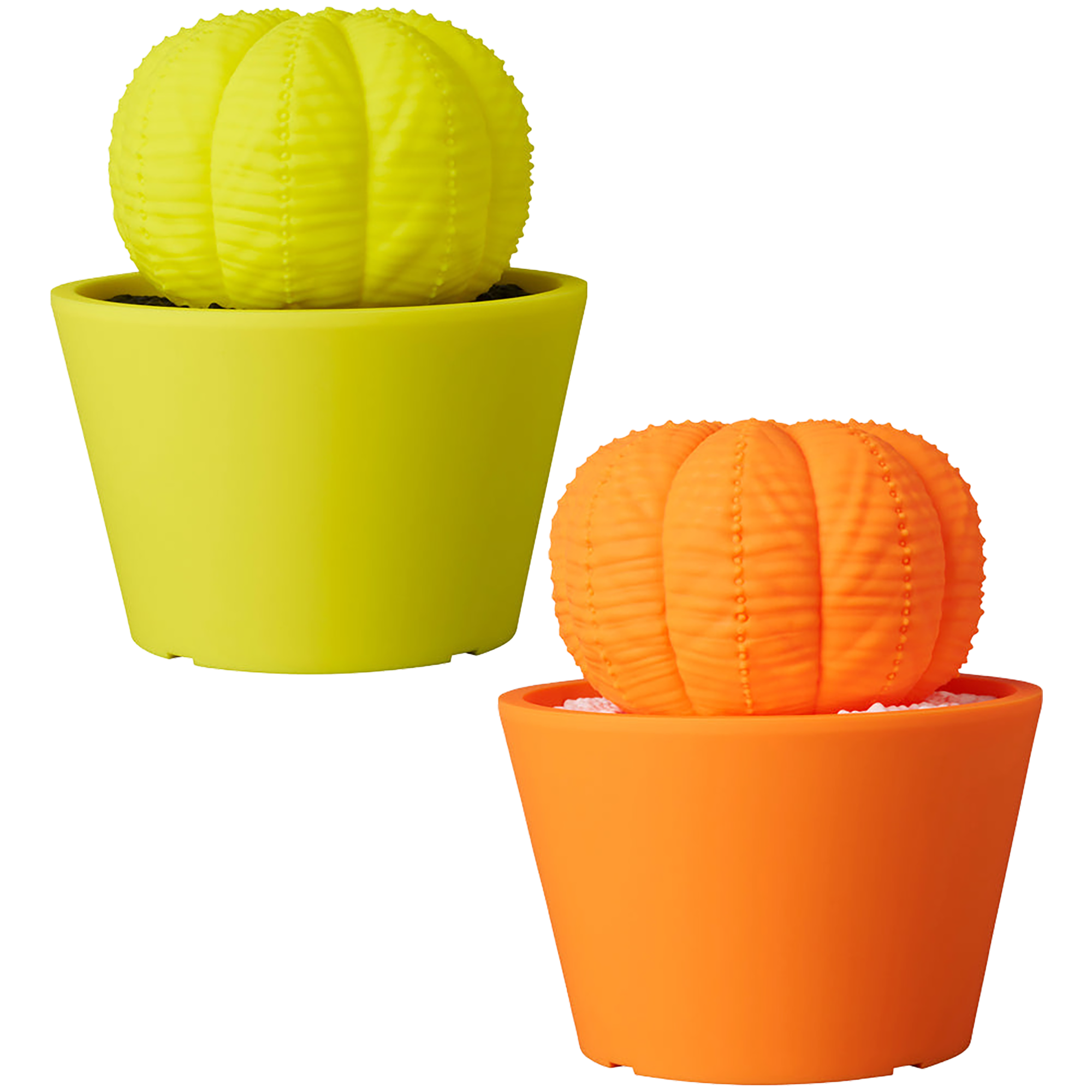 VCD Euphorbia obesa Fluorescent Yellow & BLACK／ Fluorescent Orange & WHITE
