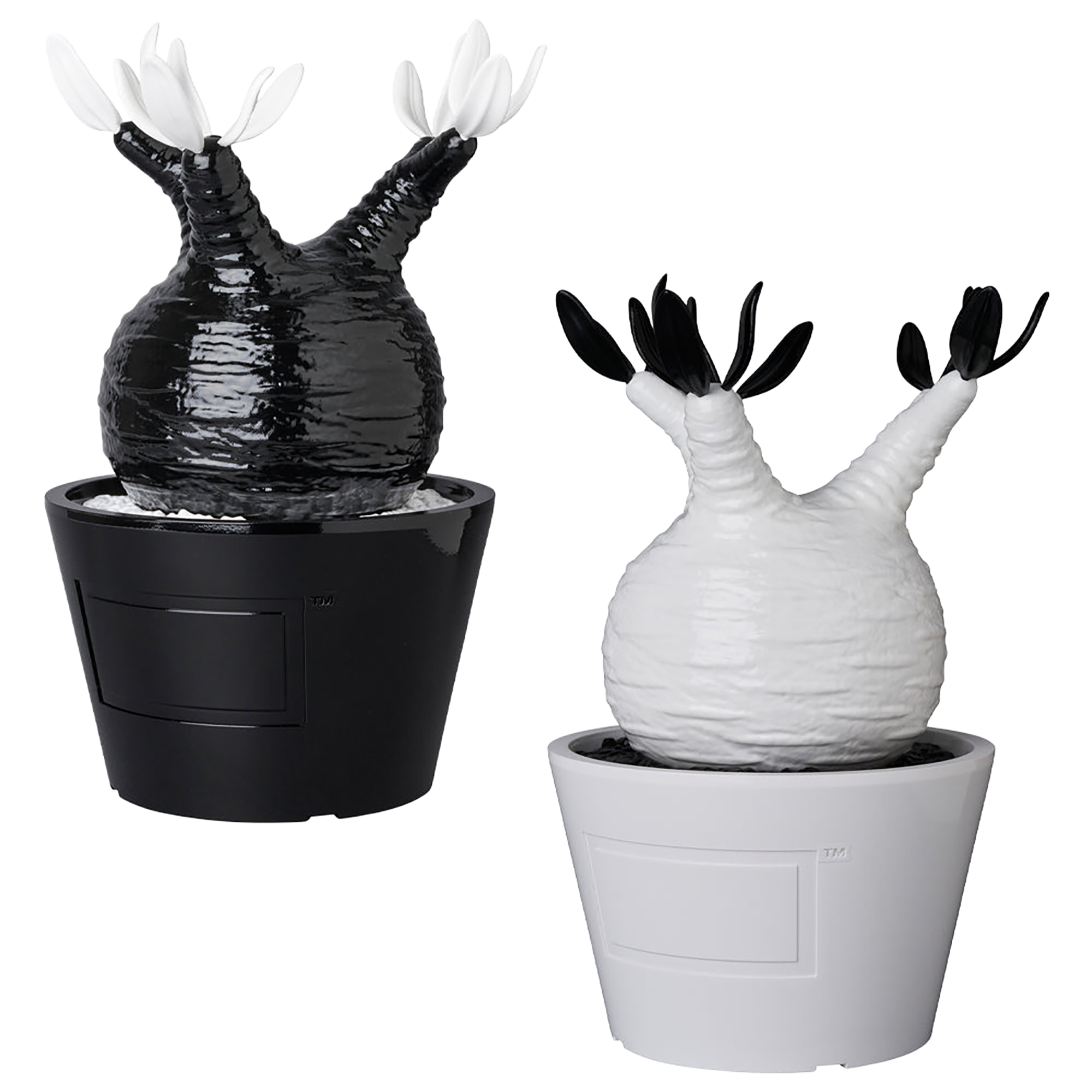 VCD Pachypodium Gracilius GLOSS BLACK／GLOSS WHITE
