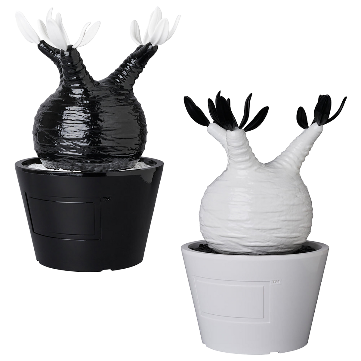 VCD Pachypodium Gracilius GLOSS BLACK／GLOSS WHITE
