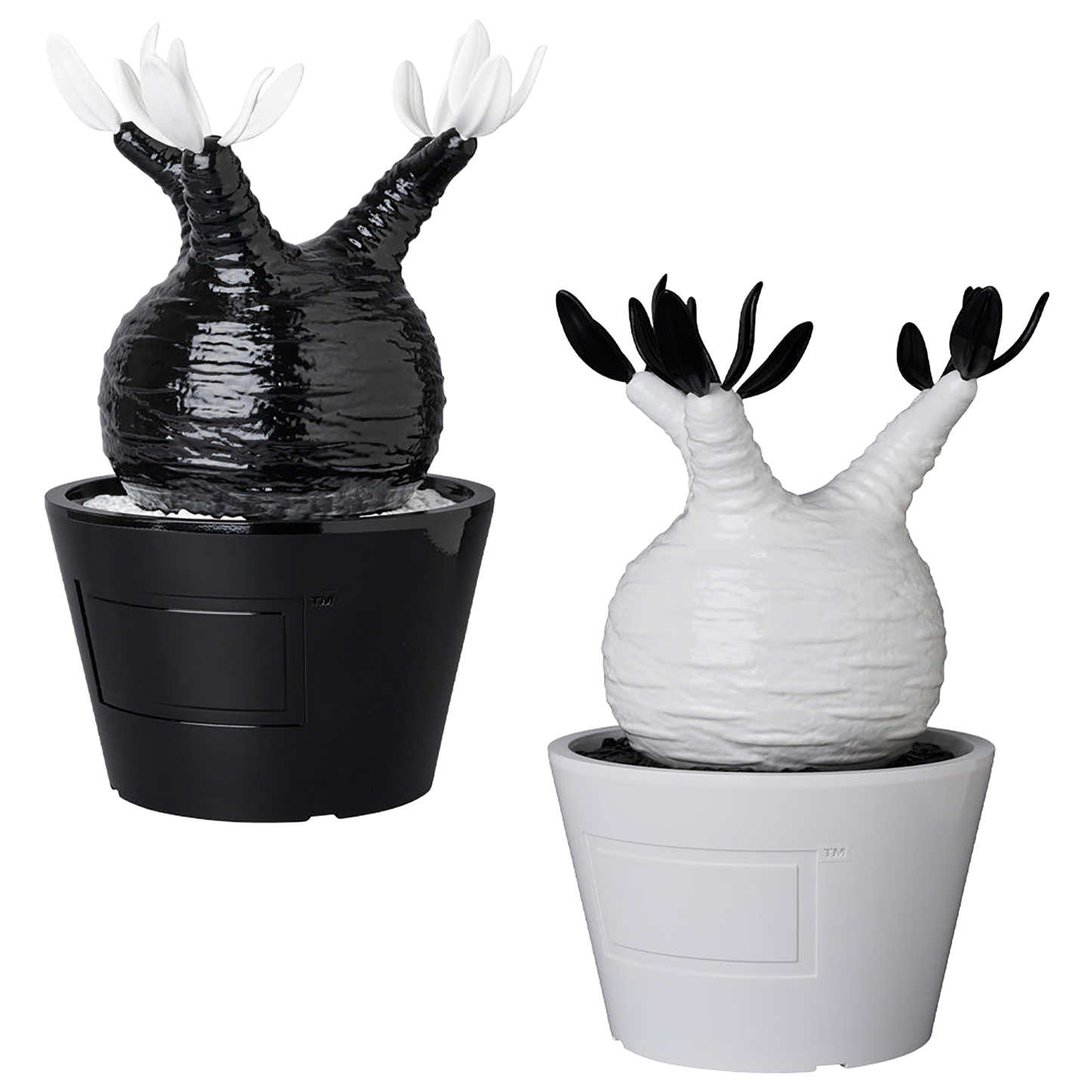 VCD Pachypodium Gracilius GLOSS BLACK／GLOSS WHITE
