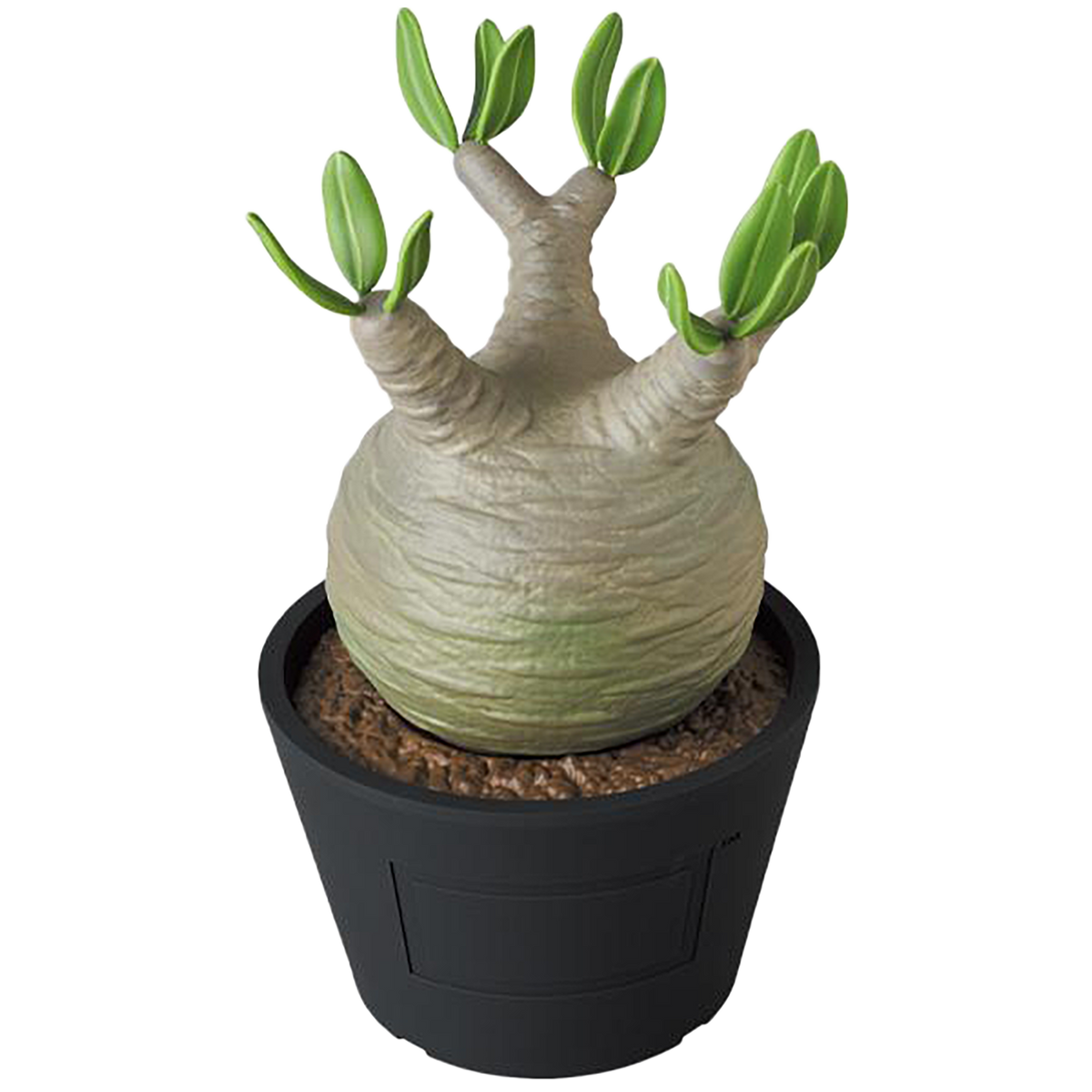 VCD Pachypodium Gracilius