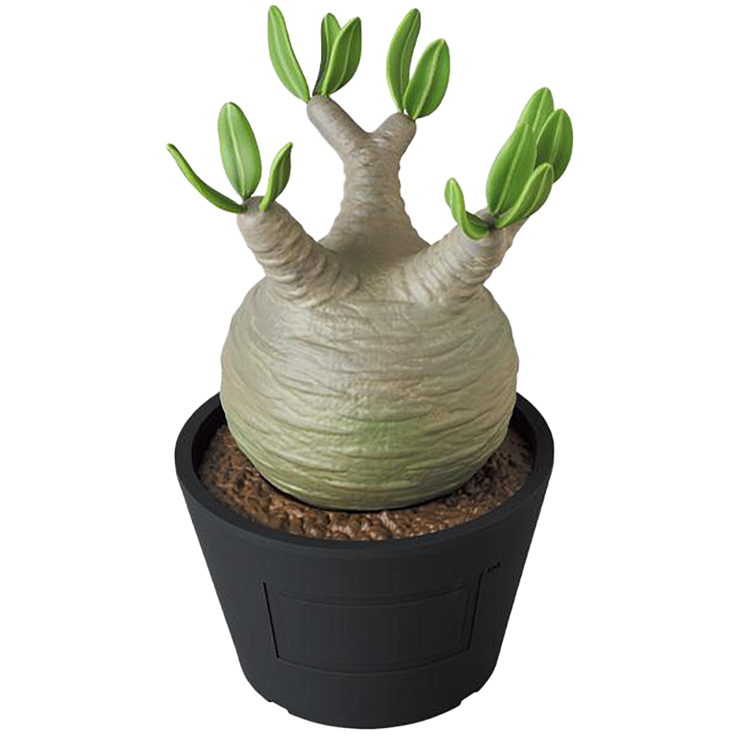 VCD Pachypodium Gracilius