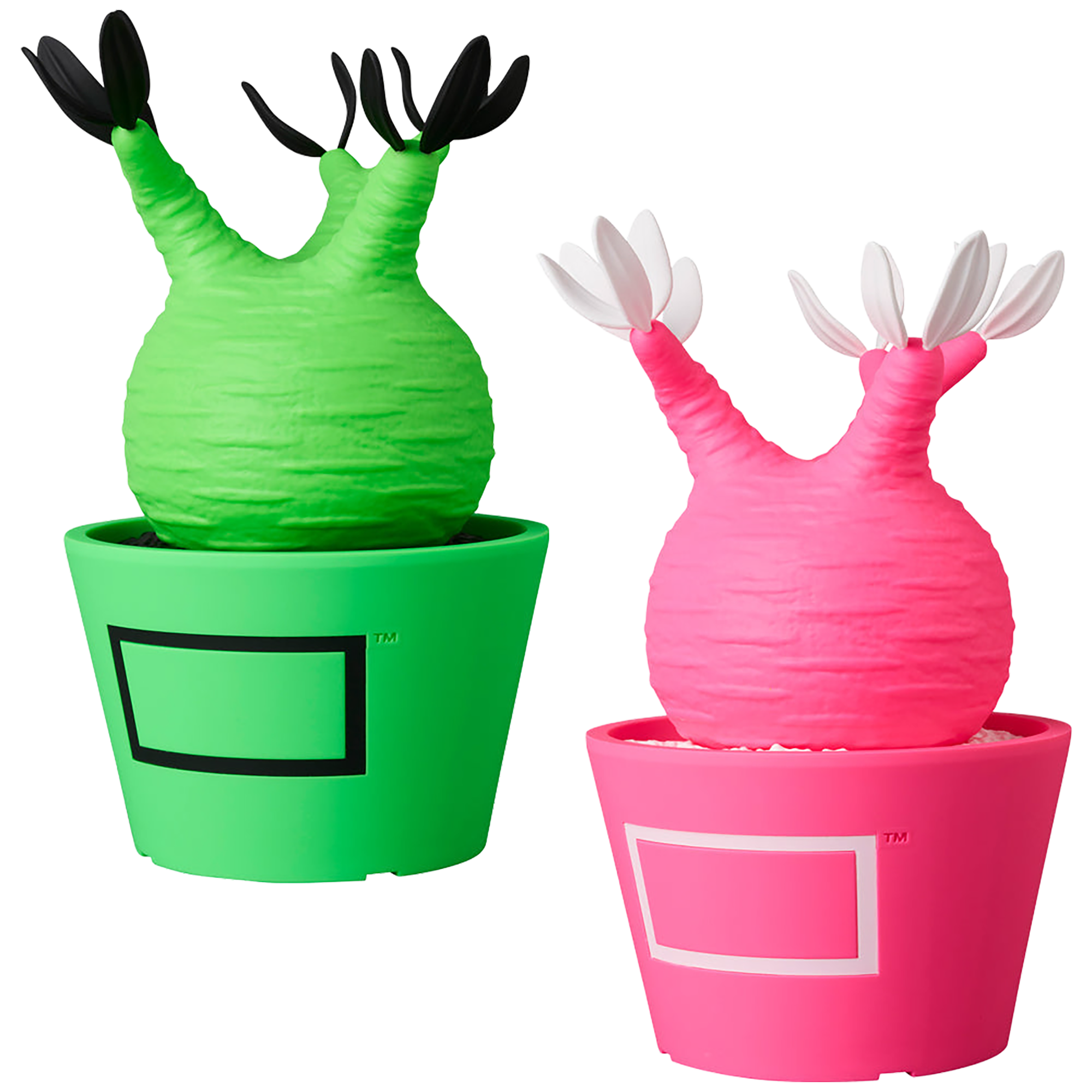 VCD Pachypodium Gracilius Fluorescent Green & BLACK／ Fluorescent Pink & WHITE
