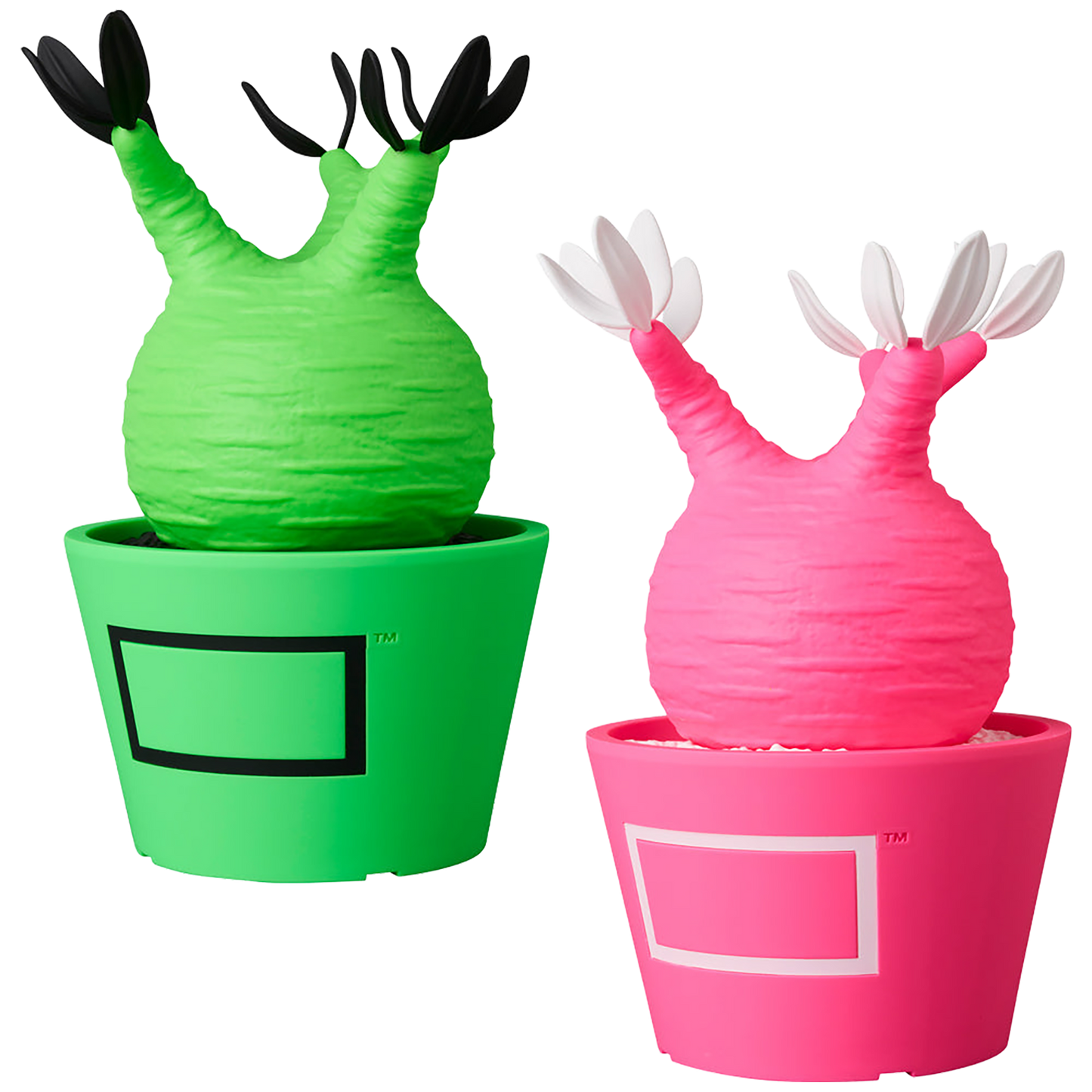 VCD Pachypodium Gracilius Fluorescent Green & BLACK／ Fluorescent Pink & WHITE
