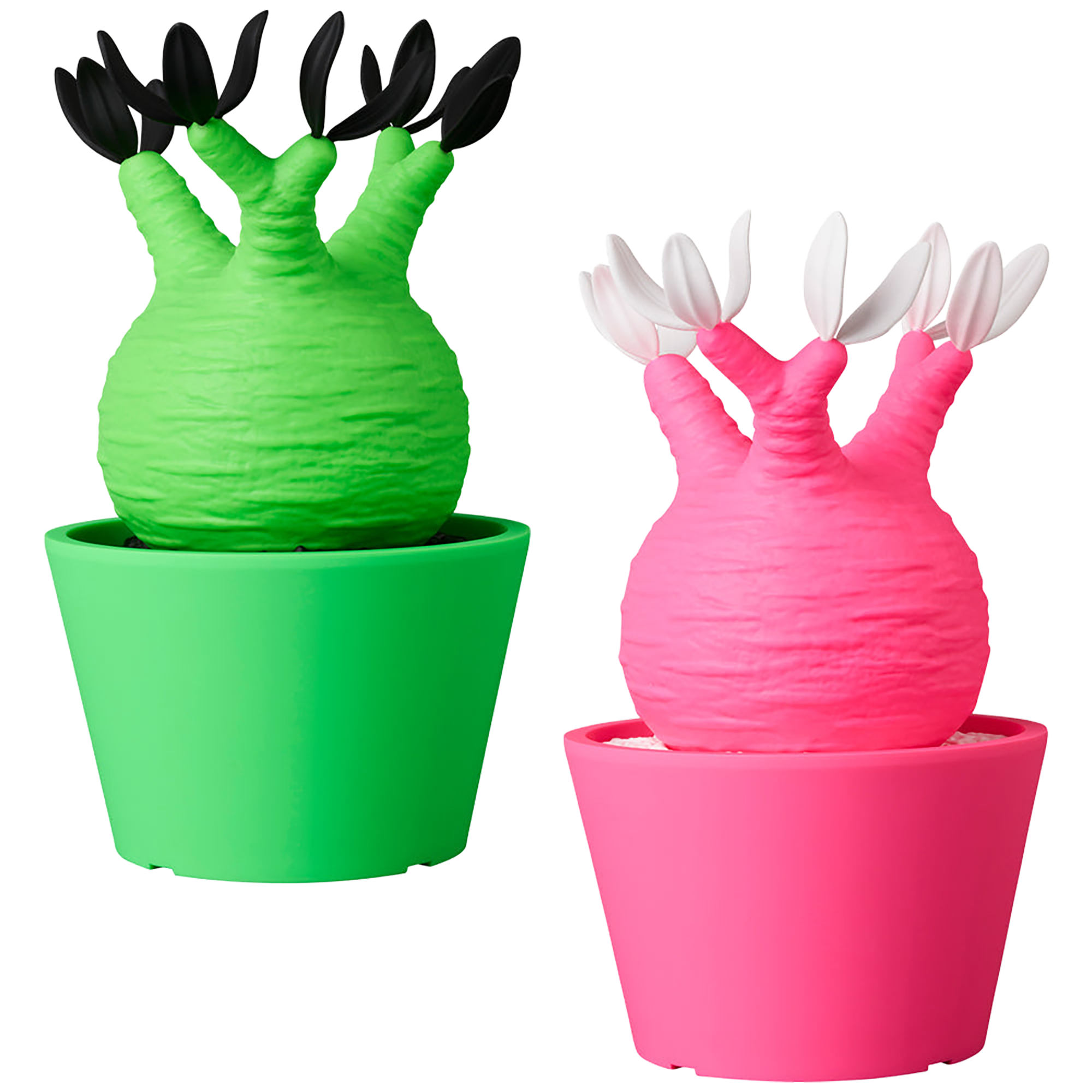 VCD Pachypodium Gracilius Fluorescent Green & BLACK／ Fluorescent Pink & WHITE
