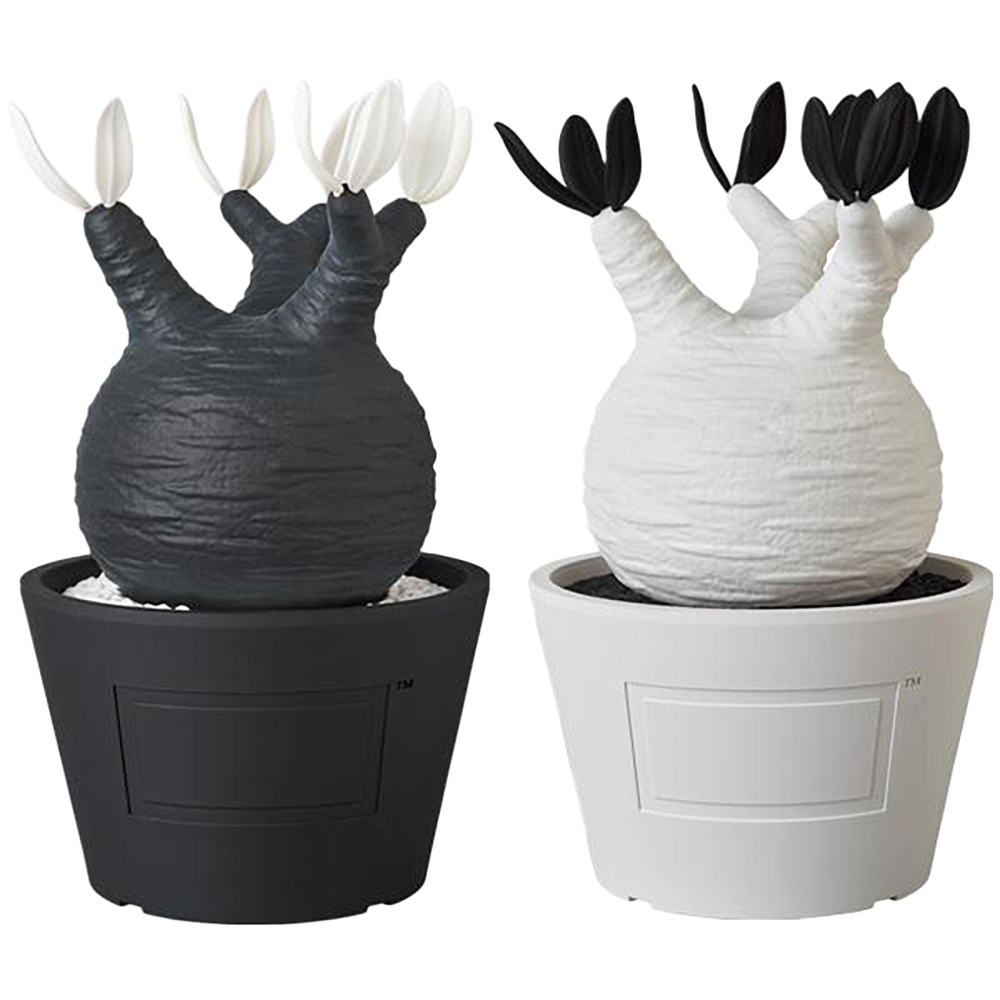 VCD Pachypodium Gracilius BLACK/WHITE