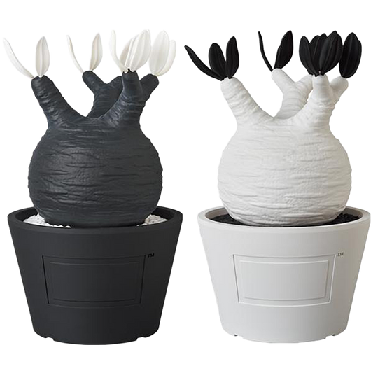 VCD Pachypodium Gracilius BLACK/WHITE