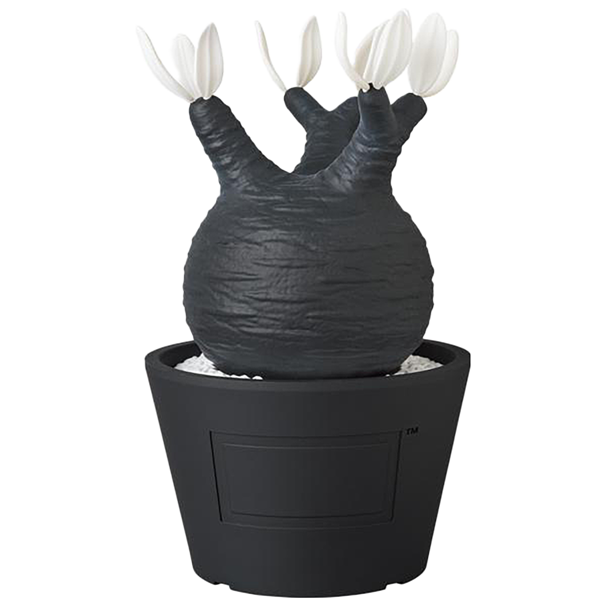 VCD Pachypodium Gracilius BLACK/WHITE