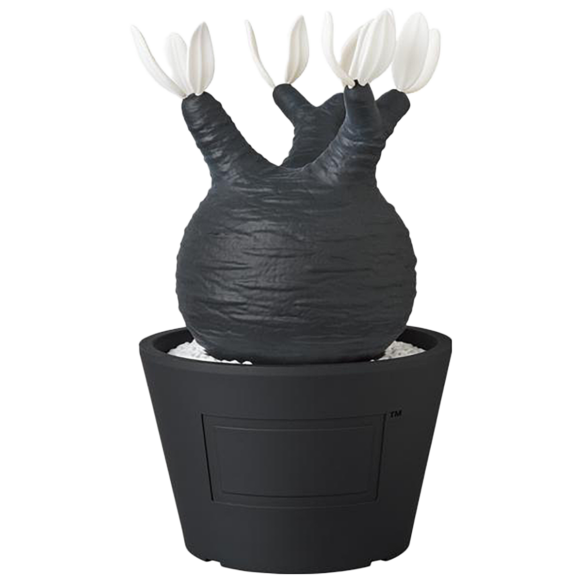 VCD Pachypodium Gracilius BLACK/WHITE