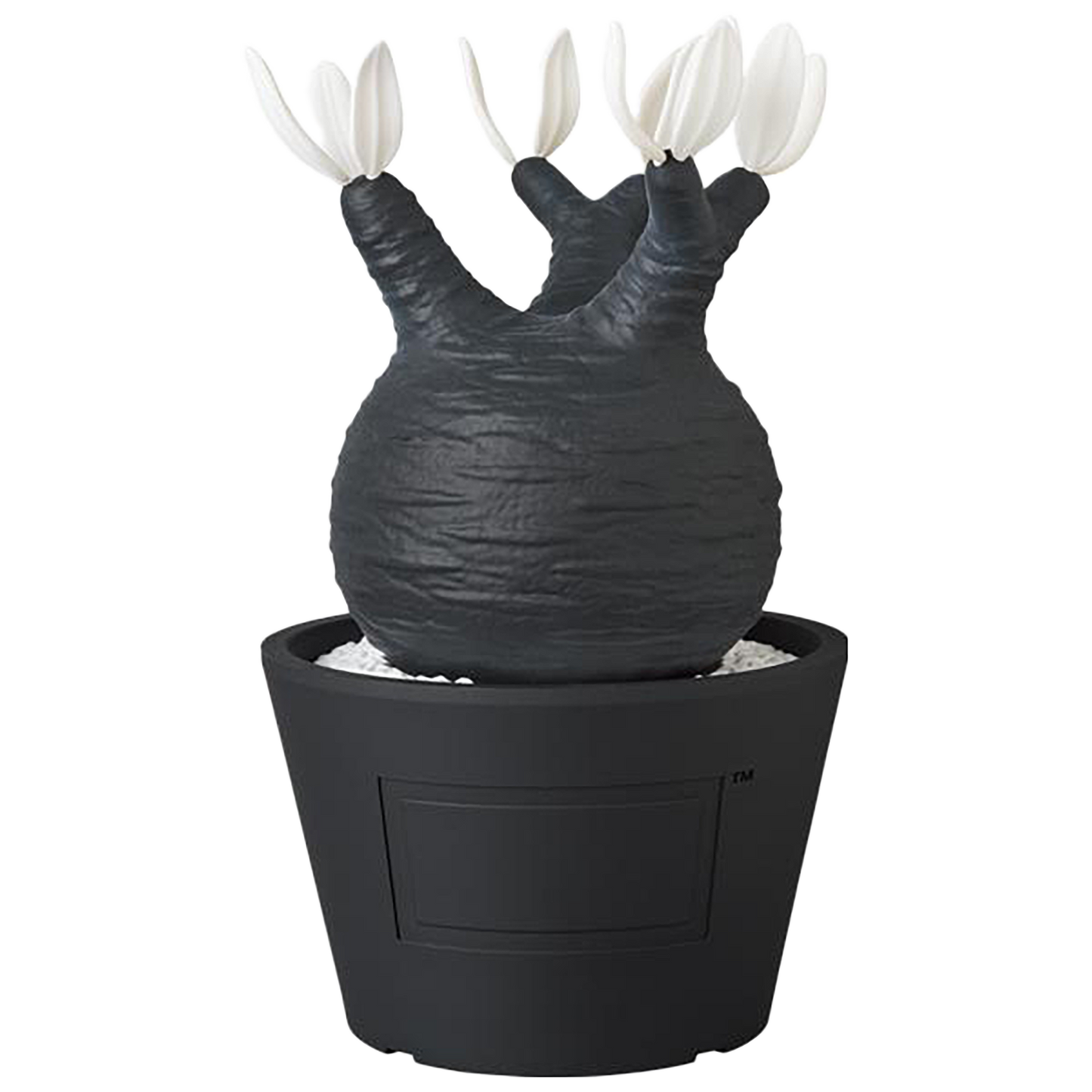 VCD Pachypodium Gracilius BLACK/WHITE