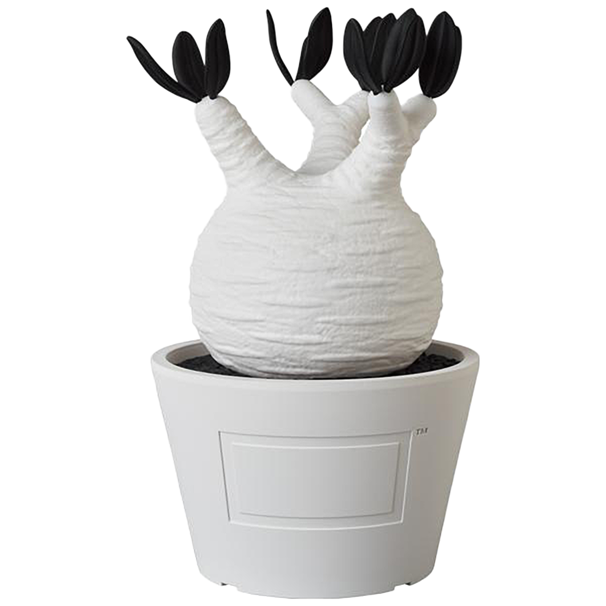 VCD Pachypodium Gracilius BLACK/WHITE