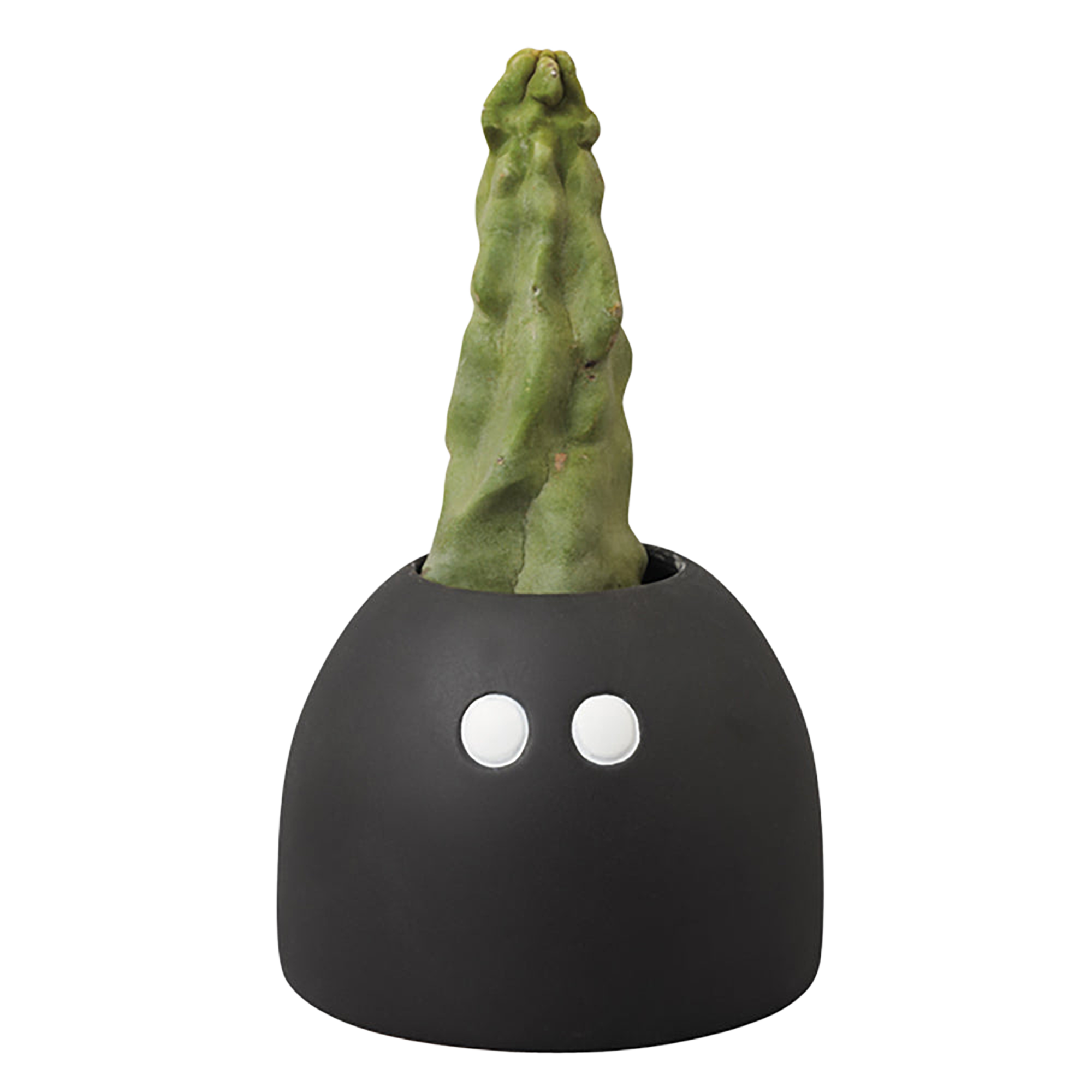 MLE Geneviève Gauckler SERIES Plants Pot